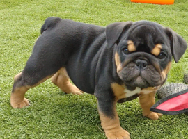 KC registered bulldogs.READY NOW