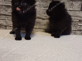 Long haired forest cat cross female/girl kitten for sale ready now x2