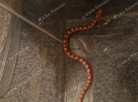 Baby corn snakes for sale