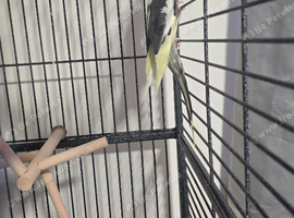 Lovely little boy Cockatiel