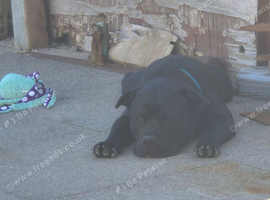 Male staffy 14 month old