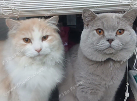 Rehoming together!