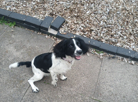 Female american cocker spaniel