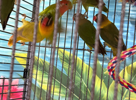 Baby lovebirds