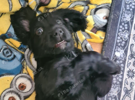 Cocker spaniel (show).