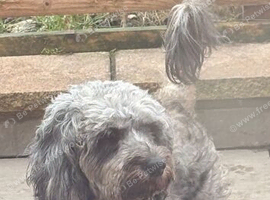 Gorgeous Merle mini Goldendoodle female