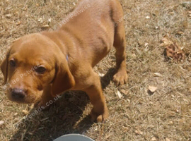 Labrador fox red