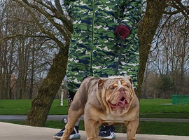 English bulldog for stud north West