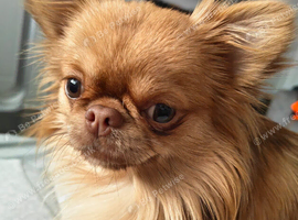 2 beautiful apple head chihuahau boys