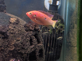 Red Jewel Cichlids