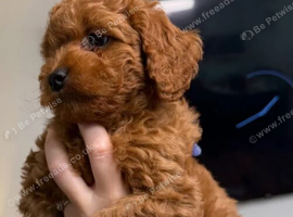 Adourable Cavapoo pups