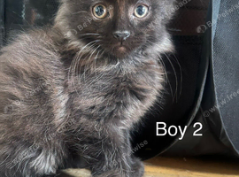 Kittens for sale