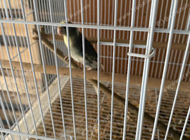 Pair of Kakariki