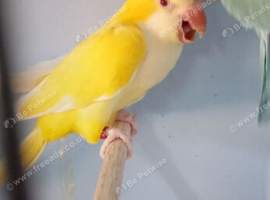 Quaker Parrots