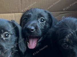 Dachpoo