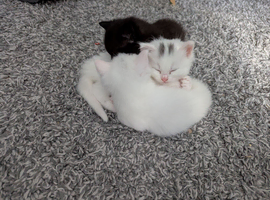 Kittens need new homes
