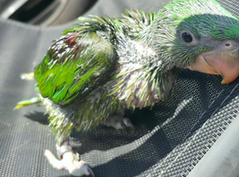 Handreared baby Alexandrian parrot