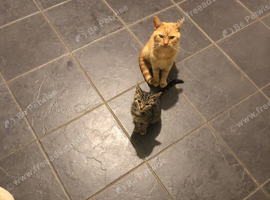 Family of 3 beautiful cats