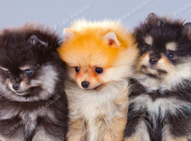 Looking for Pomeranian Litter due end of October