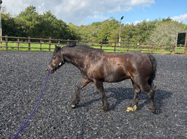 Bombproof happy hacker 13.2hh gelding