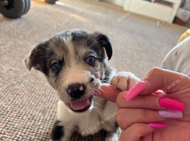 Collie X Malinios puppies