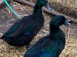 Cayuga drakes for sale