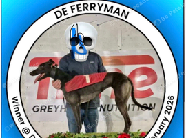Greyhound bitch for sale