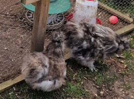 2 silkie cockerels
