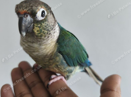 Super Hand Friendly Blue Conure Talking Parrot with Cage toys