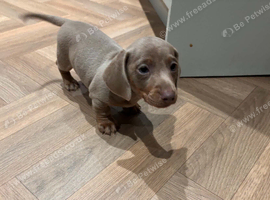 Dachshund
