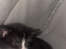 Kittens