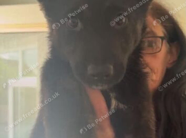 Belgian malinois x German Shepard puppies