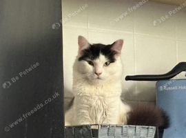 LOVELY MALE CAT