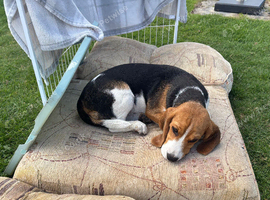 Beagle for sale