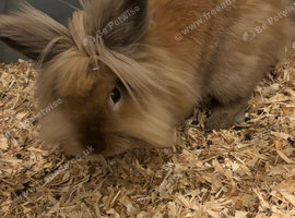 Lionhead rabbits