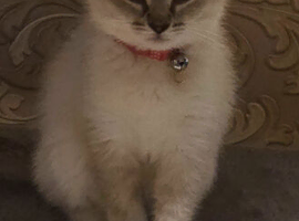 Rehoming kitten