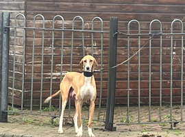 Saluki puppies ready now