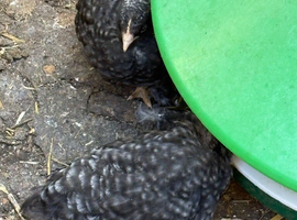 Black cuckoo pekin pullets  6 weeks old  4  pullets  bantams