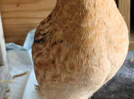 Male quail for sale