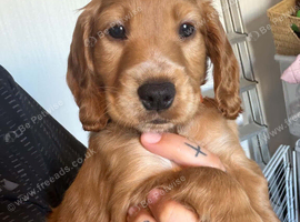 Cockapoo puppy boy