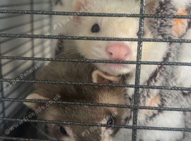 Kiki & Kai Two Male Ferrets Looking to be rehomed.