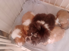 Shih Tzu puppies