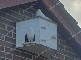 White hand tame doves