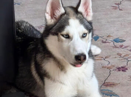 Ace,5 months old puppy for rehome