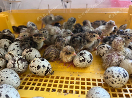 Day old quail chicks
