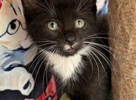 RAGDOLL CROSS BOY READY NOW