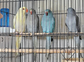 Beautiful Indian Ringneck babies