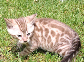 Male seal mink snow Bengal