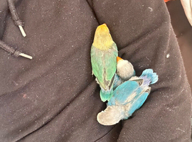 2 beautiful blue Fischers for sale