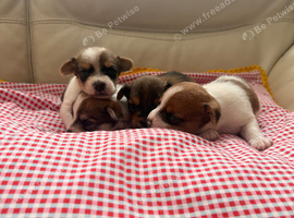 Yorkiepom boys